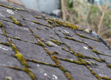 Green-Moss-And-Algae-On-Slate-Roof