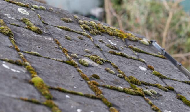 Green-Moss-And-Algae-On-Slate-Roof